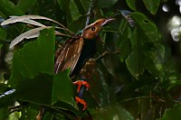 Baenderparadiesvogel (Semioptera wallacei)